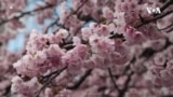 Раното цутење на црешите ги воодушевува туристите во Токио