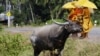 Cambodian Buddhist monks wait for collecting alms from devotees near a water buffalo in Sre Ambel village, in Koh Kong province, about 125 kilometers (77 miles) southwest of Phnom Penh, Cambodia, Wednesday, Aug. 3, 2011. (AP Photo/Heng Sinith)