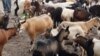 DRC herdsmen are losing their goats to a disease Ovine rinderpest. Authorities say about 25,000 goats have died of the disease and another 5,000 from infected herds have been slaughtered during the past six months, May 19, 2012. (N. Long)
