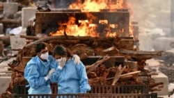 Covid, Cows and Politics: How a Vaccine Falsehood Spread in India