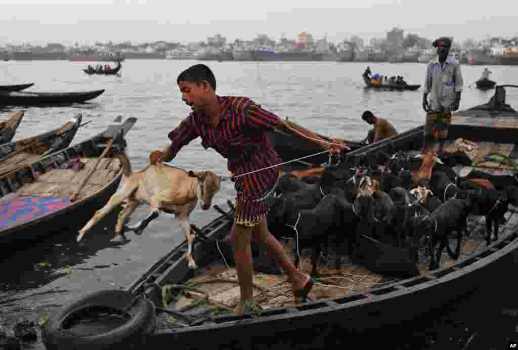 Seorang anak Bangladesh melemparkan seekor kambing dari sebuah perahu di Sungai Buriganga di Dhaka.