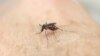 An Aedes aegypti mosquito is seen on human hand in a laboratory of the International Training and Medical Research Training Center (CIDEIM) in Cali, Colombia, Jan. 28, 2016. 
