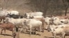 A herder in Kenya tends to his cattle, Aug 2010