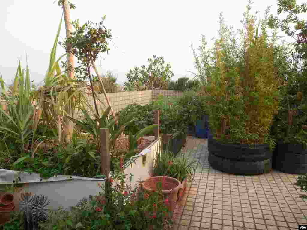 屋顶菜园有机蔬菜种类繁多（美国之音赵婉成拍摄） 