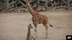 Jaririn Rakumin Dawa