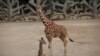Mexico City Zoo Welcomes Second Baby Giraffe of the Year