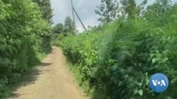 Farmers Fight Back Against Ravenous Locust Swarms in Africa