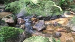 جنگل بارانی تیجوکا