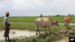 မြန်မာ လယ်သမား