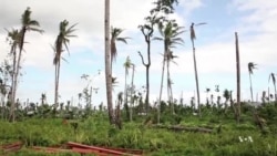 Philippines Coconut Industry Struggles to Recover after Typhon Haiyan