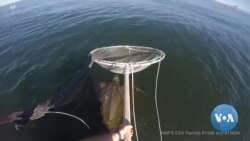 Ancient Sea Turtles Suffer Staggering Population Loss