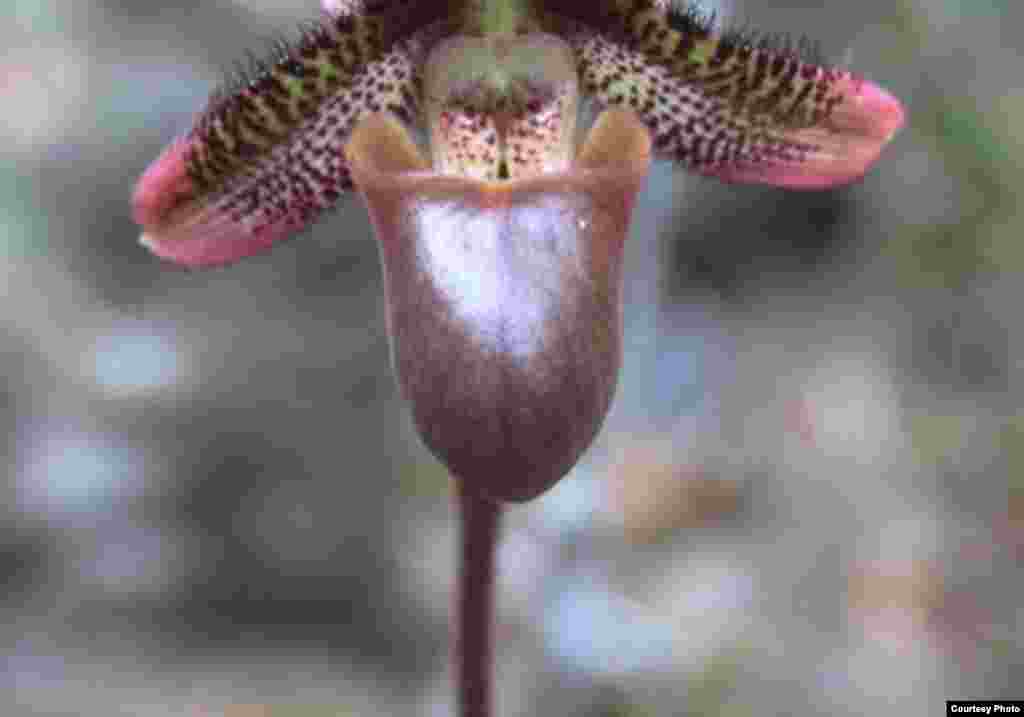 Suaka alam margasatwa Hamiguitan Range di Filipina memiliki ketinggian 75-1.637 meter di atas permukaan laut dan memberikan habitat penting bagi serangkaian spesies binatang dan tumbuhan. (UNESCO)