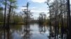 At Big Thicket National Preserve in southeastern Texas, one of the first national preserves in the U.S., visitors can take a boat ride through a cypress tupelo swamp. 