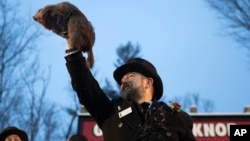 美国土拨鼠菲尔