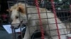 FILE - A dog in a small cage waits to be sold in Yulin Big Market.