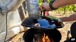 A fire is lit inside a small grill that will send smoke into a structure enclosing wine grapes at the University of Oregon's vineyard near Alpine, Ore., on Friday, Sept. 8, 2023. (AP Photo/Andrew Selsky)