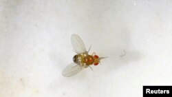 FILE - A fruit fly is seen in a laboratory at the Bar-Ilan University, in Ramat Gan, Israel, May 1, 2018.