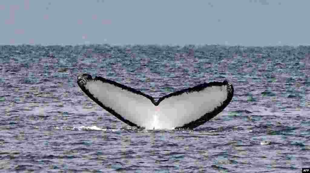 The tail of a humpback whale surfaces out of the Pacific Ocean&#39;s waters at Contadora Island, in Panama, July 13, 2019.