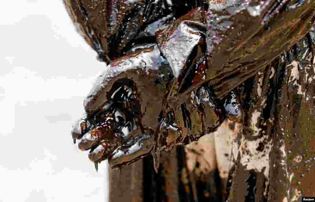 ឆ្មាំ​សមុទ្រ​ស្រីលង្កា​លាង​ប្រេង​ចេញ​ពី​ខ្លួន&nbsp;បន្ទាប់​ពី​មាន​ការ​កំពប់ប្រេង​នៅ​ក្រុង&nbsp;Uswetakeiyawa។