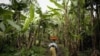 Congolese woman carries her baby as she walks through a banana plantation near the town of Rangira, DRC, May 23, 2012.