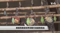 新报告敦促世界采取行动拯救昆虫