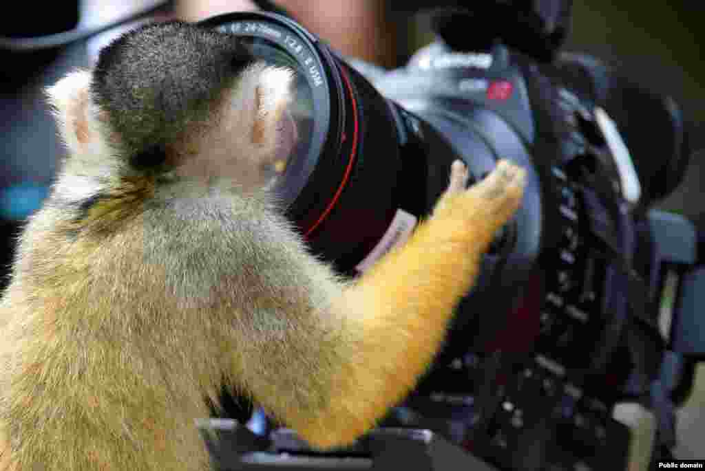 A black-capped squirrel monkey looks into a camera lens at the London Zoo.