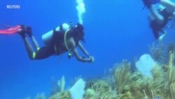 Underwater Biodiversity Near Equator Shrinking, Report Finds 