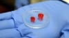 FILE - A 3-D printer was used to construct these tiny two-ventricle cylinders at the University of Louisville, in Louisville, Ky. Israeli 3-D printer manufacturer Nano Dimension, and Accellta, a company that produces IPS cells, now say they have tested a 