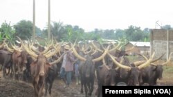 Des éleveurs et leurs troupeaux devant la SEGA, à Bangui, Centrafrique, le 6 août 2016. (Freeman Sipila/VOA)