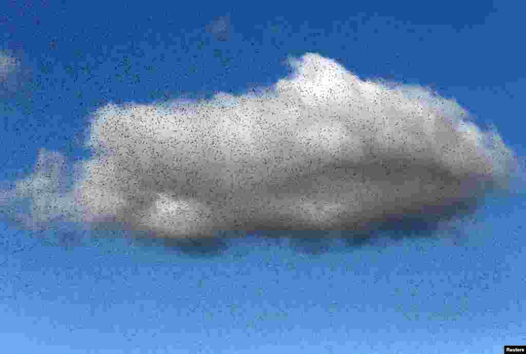 Kawanan burung jalak terbang di atas kota Grandvaux, Swiss.