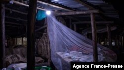 FAAYILII - Ugaandaa naanoo dhukkubi busaa jiru