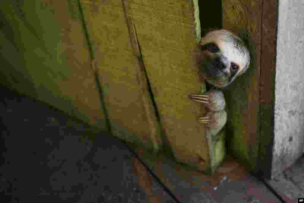 A sloth peeks out from behind a door on a floating house in the &#39;Lago do Janauari&#39; near Manaus, Brazil, May 20, 2014.