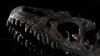 Lelang Kerangka Dinosaurus Berhasil Raup 3 Juta Euro