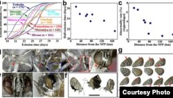 Radiasi nuklir dari PLTN Fukushima menyebabkan cacat fisik pada kupu-kupu. (Science Report).
