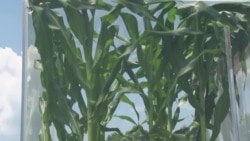 温室气体增加有可能导致农作物营养减少