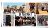 Iz Amerike 79 (25. septembar 2021)