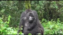 世界超过半数灵长类动物濒临灭绝