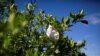FILE - A protective mask is seen hanging in a orange tree during a harvest at a farm in Lake Wales, Fla., April 1, 2020.
