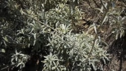 Native American Herbal Remedies Explored